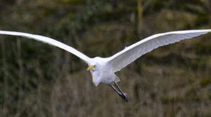 Grande Aigrette