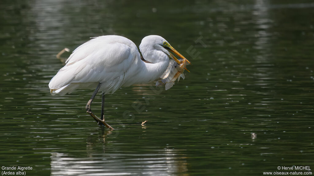 Great Egret