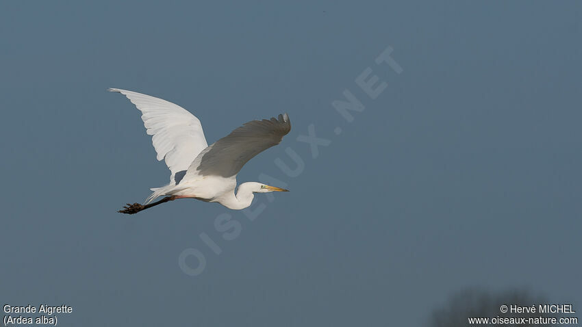 Great Egretadult breeding