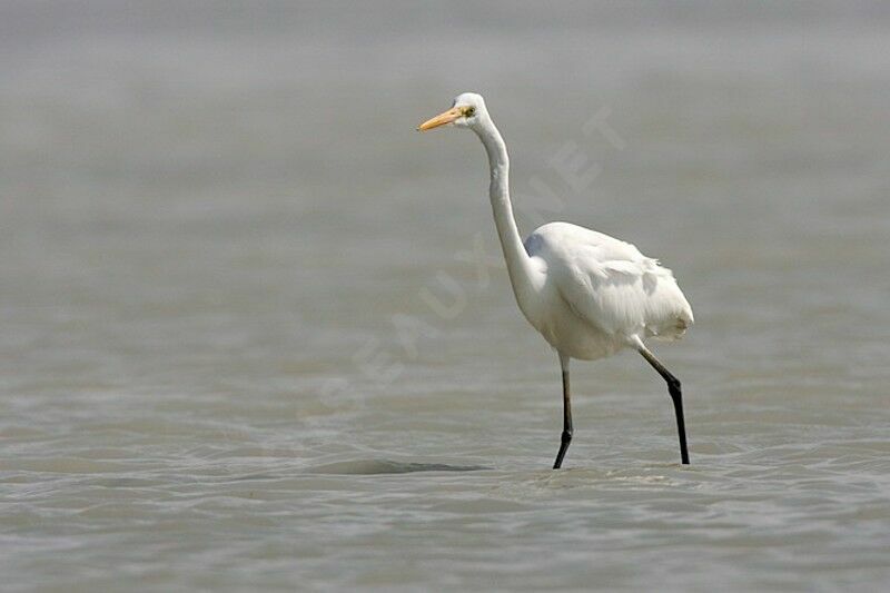 Great Egretadult post breeding, identification