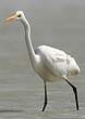 Grande Aigrette