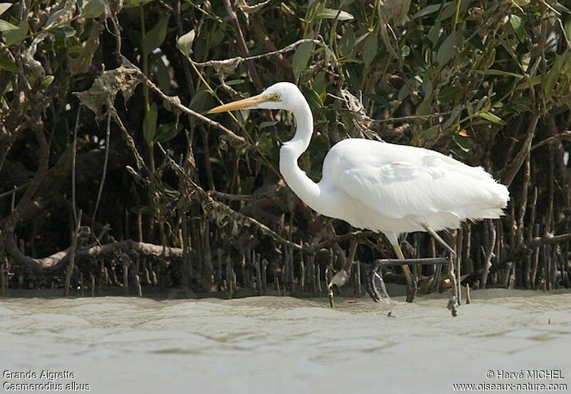 Great Egretadult post breeding