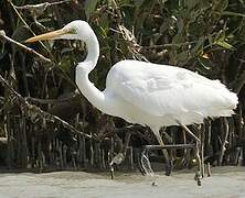 Grande Aigrette