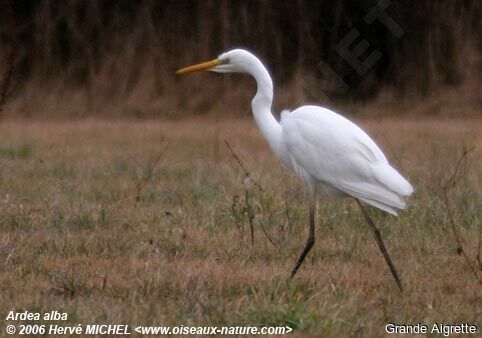 Grande Aigrette