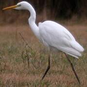 Grande Aigrette