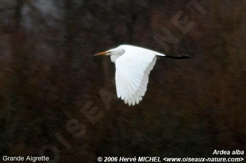 Grande Aigrette