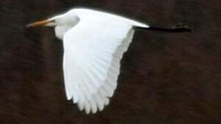 Grande Aigrette