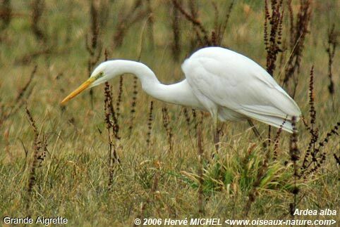 Grande Aigrette