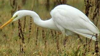 Grande Aigrette