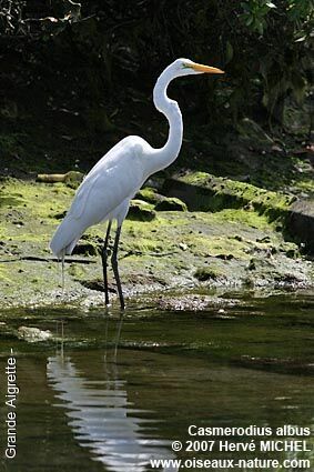 Grande Aigrette