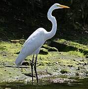 Grande Aigrette