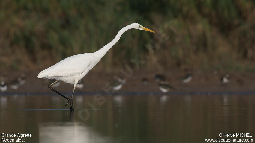 Grande Aigrette