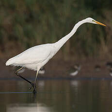 Grande Aigrette