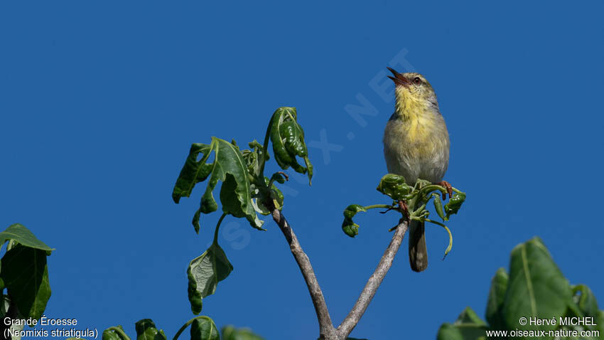 Stripe-throated Jery