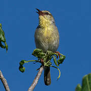 Stripe-throated Jery