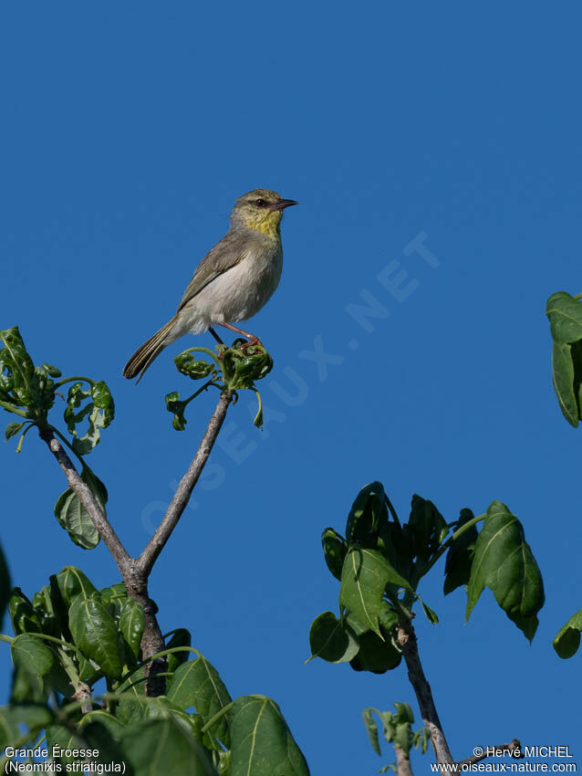 Stripe-throated Jery