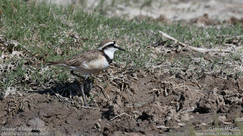 Madagascan Ploveradult