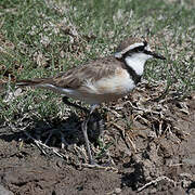 Madagascan Plover