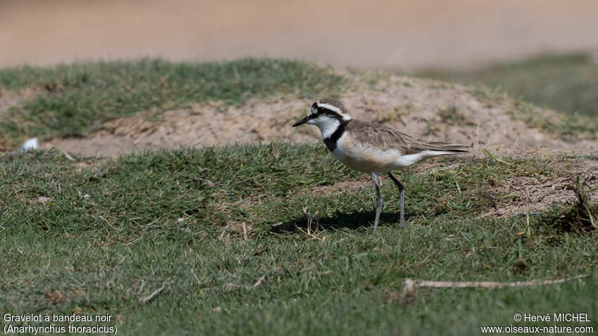 Madagascar Ploveradult