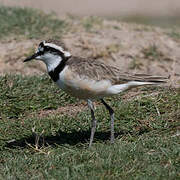 Madagascan Plover