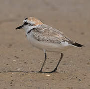 Kentish Plover