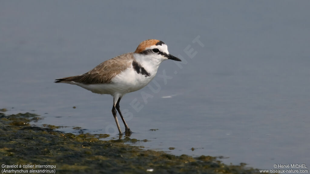 Kentish Plover