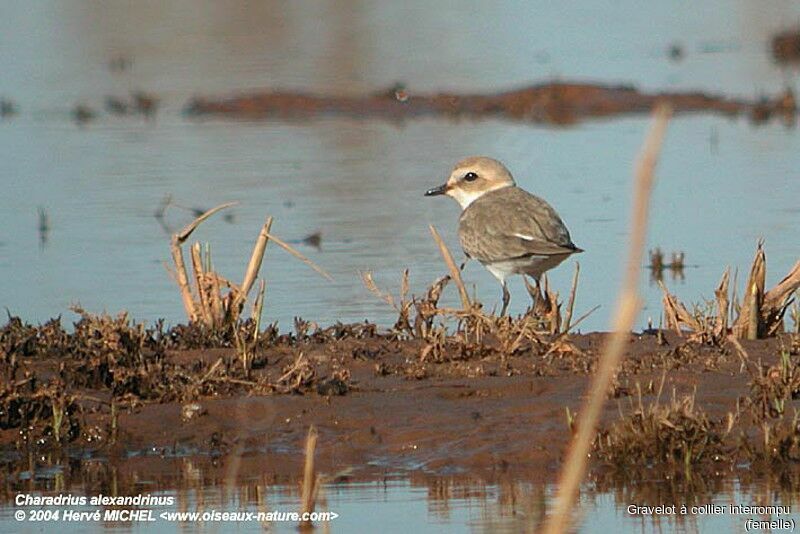 Kentish Plover