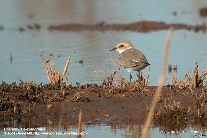 Kentish Plover