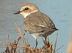 Kentish Plover