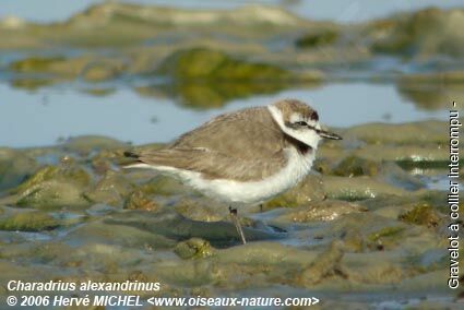 Kentish Plover male adult