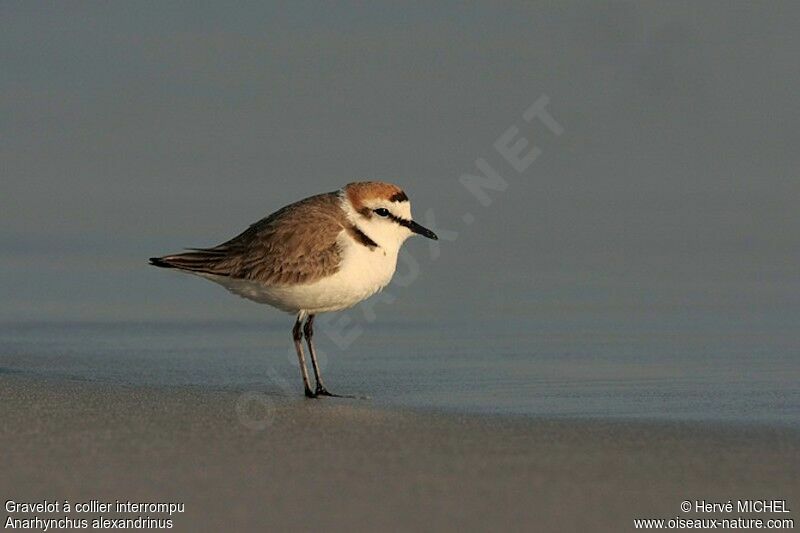 Kentish Plover male adult breeding, identification