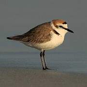 Kentish Plover