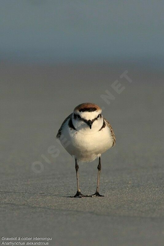 Kentish Plover male adult, identification