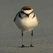 Kentish Plover