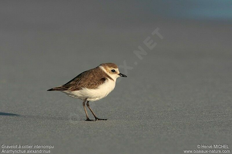 Kentish Plover female adult, identification