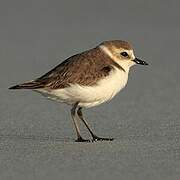 Kentish Plover