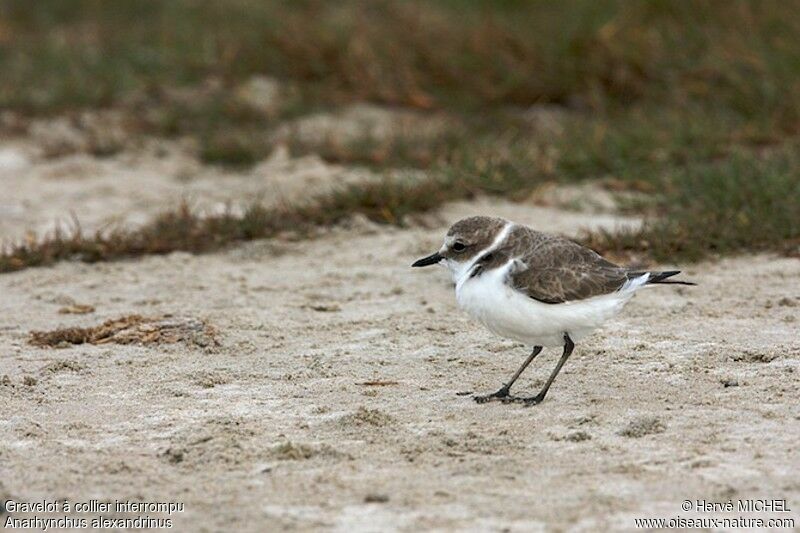 Gravelot à collier interrompu, identification