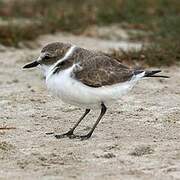 Kentish Plover