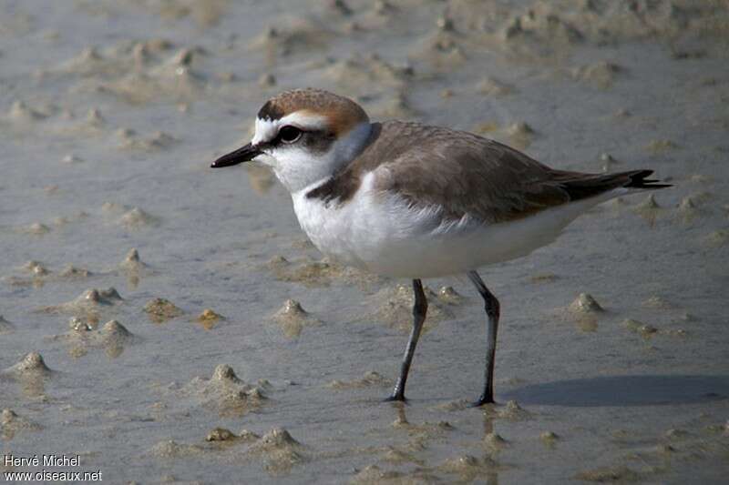 Kentish Plover male adult post breeding, identification