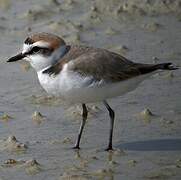 Kentish Plover