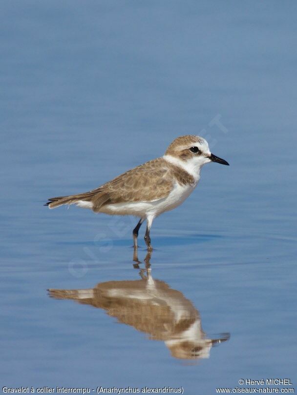 Kentish Plover