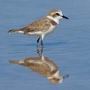 Kentish Plover