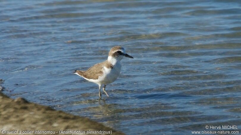 Kentish Plover