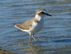 Kentish Plover