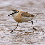 Gravelot à front blanc