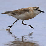 Gravelot à front blanc