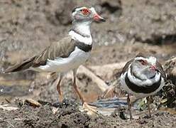 Three-banded Plover