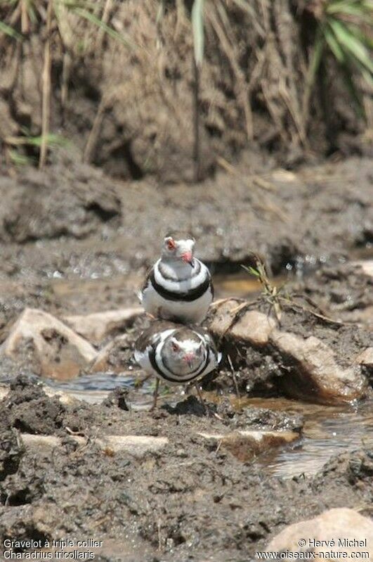 Three-banded Plover 