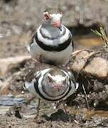 Three-banded Plover