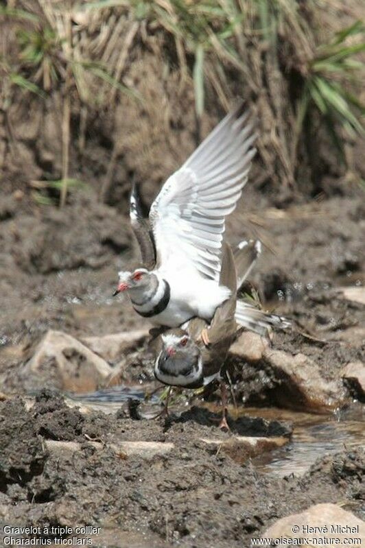 Three-banded Plover 